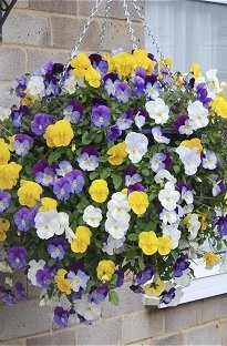 Blooming Direct Pansy Plentifall Trailing Mixed x 24