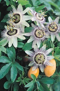Blooming Direct Passionflower Caerula x 5 plants