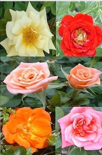 Blooming Direct Patio and Climbing Rose Pack Mixed x 5 plants