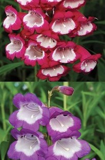 Blooming Direct Pensham Penstemon Collection x 10 young plants
