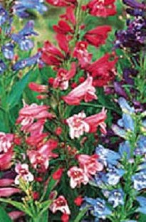 Blooming Direct Penstemon Rondo x 10 young plants