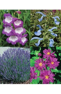 Blooming Direct Perennial Explosion Pack x 10 plug plants
