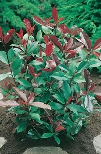 Blooming Direct Photinia Red Robin x 5 young plants