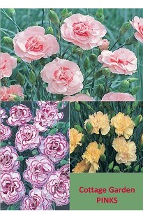 Blooming Direct Pinks Collection x 10 plants