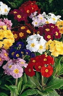 Blooming Direct Polyanthus F1 Crescendo Blooming x 60 mixed plug plants