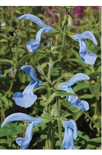 Blooming Direct Salvia Patens Cambridge Blue x 5 young plants