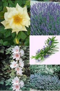 Blooming Direct Scented Plants Collection Pack x 20 plants