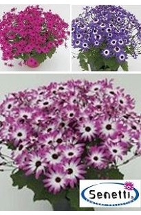 Senetti Mixed Collection x 10 young plants