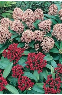 Blooming Direct Skimmia Japonica Rubella x 5 young plants