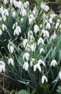 Blooming Direct Snowdrops x 50 bulbs