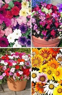 Blooming Direct Spring Bedding Plants x 240 plug plants
