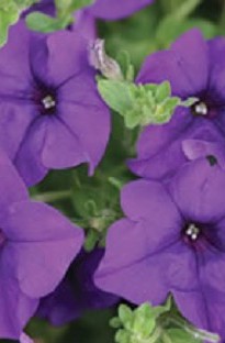 Blooming Direct Surfinia Petunia Blue x 5 young plants