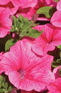 Blooming Direct Surfinia Petunia Hot Pink x 5 young plants