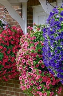 Blooming Direct Surfinia Petunia Mixed Pack x 5 young plants