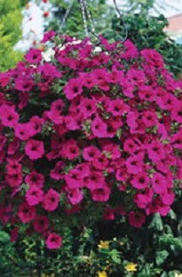 Blooming Direct Surfinia Petunia Purple x 5 young plants