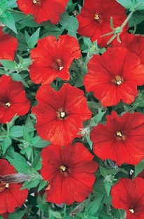 Blooming Direct Surfinia Petunia Red x 5 young plants