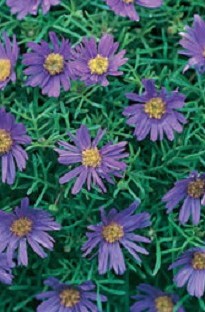 Blooming Direct Swan River Daisy Blue x 5 young plants
