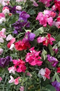 Blooming Direct Sweet Pea Mixed x 5 multi seeded young plants