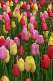 Blooming Direct Tulips Blooming Direct Mixed x 25 bulbs