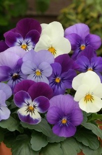 Blooming Direct Viola Angel Blues Mixed x 66 plants
