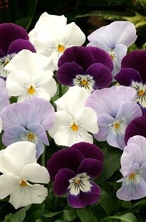 Blooming Direct Viola Angel Lilac Shades x 50 plants   16 FREE