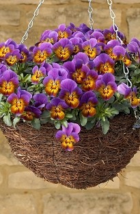 Blooming Direct Viola Avalanche Bronze x 50 plants   16 FREE