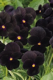 Blooming Direct Viola Blooming Halloween x 60 plug plants