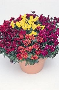 Blooming Direct Wallflower Bloomsy Baby x 50 plants   16 FREE