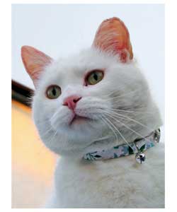 Blue Cat Collar