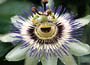 Blue Passion Flower