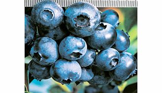 Blueberry Plant - Patriot