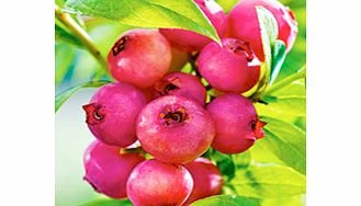 Blueberry Plant - Pink Lemonade