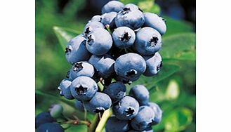 Blueberry Plant - Rubel