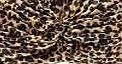 boohoo Leopard Print Turban - animal azz16188