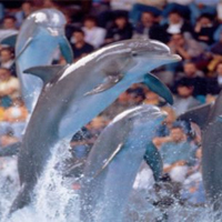 Boudewijn Seapark 1 day ticket