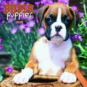Boxer Puppies Calendar