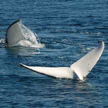 Brisbane Whale Watching - Child