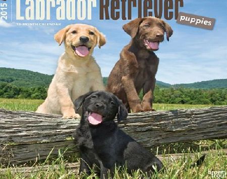 BrownTrout Publishers Labrador Retriever Puppies 2015 Wall Calendar
