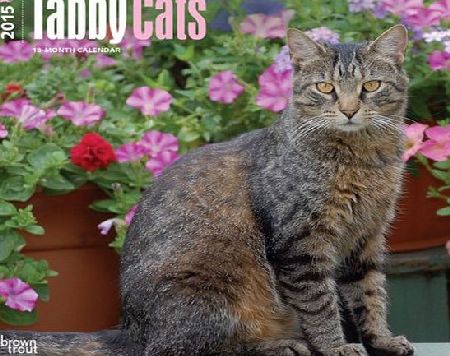 BrownTrout Publishers Tabby Cats 2015 Wall Calendar