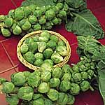 brussels Sprout Bedford Seeds 432808.htm