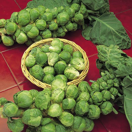 brussels Sprout Bedford Seeds Average Seeds 450