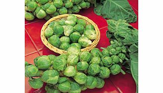 brussels Sprout Bedford Seeds