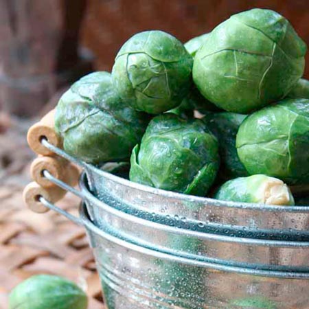 Brussels Sprout Crispus F1 Seeds Average Seeds 35