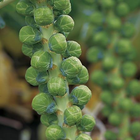 Brussels Sprout Maximus F1 Seeds Average seeds 50
