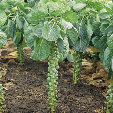 brussels Sprout Millennium F1 Plants Pack of 16