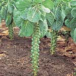 brussels Sprout Millennium F1 Plug Plants