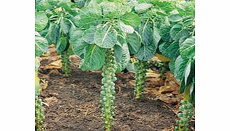 Brussels Sprout Millennium F1 Seeds