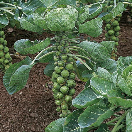 Brussels Sprout Montgomery F1 Seeds Average