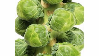 Brussels Sprout Plants - Continuity Collection
