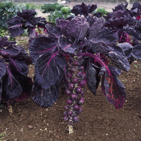 Brussels Sprout Red Delicious Plants Pack of 16